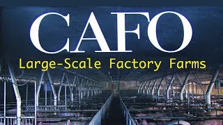 The Tragedy of Industrial Animal Factories - Dan Imhoff