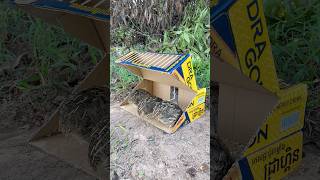 Beautiful DIY Quail Trap Using Cardboard Box #shorts