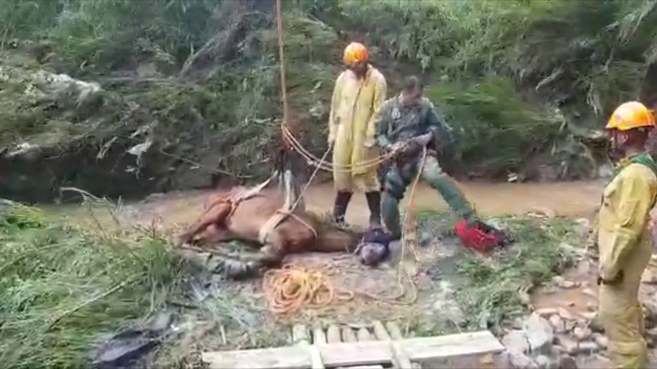 CAvPM faz remoção de animal de local de difícil acesso