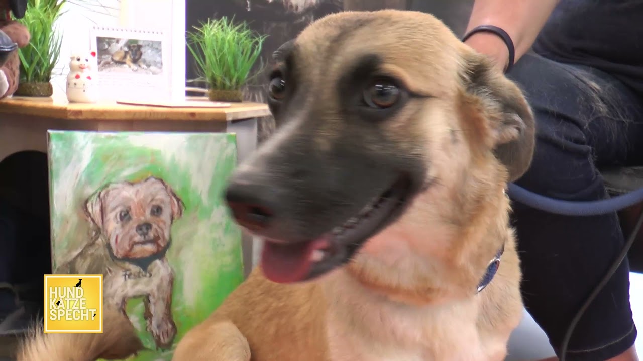 „Hund, Katze, Specht” mit Mario Specht, Kirstin Höfer und Ronja 🐕 YouTube