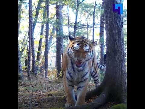 Амурский тигр продемонстрировал реакцию флемена перед объективом фотоловушки