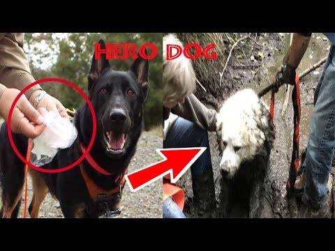rescue-dog-becomes-a-hero-after-locating-another-missing-pup-trapped-deep-in-mud-for-days