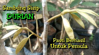 Sering Gagal? Ini Sambung Sisip Durian Pasti Berhasil untuk Pemula.