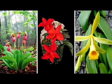 Video: ¿Qué son las orquídeas Calopogon? Información sobre el cultivo de orquídeas Calopogon nativas