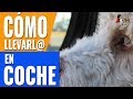 Cómo llevar a un perro en el coche. Cómo transportar a tu perro en el auto