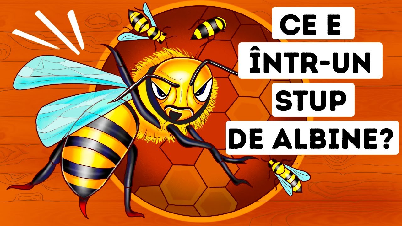 Ce ai vedea dacă ai putea intra într-un stup de albine