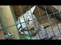 Рыси в центре реабилитации животных Сирин