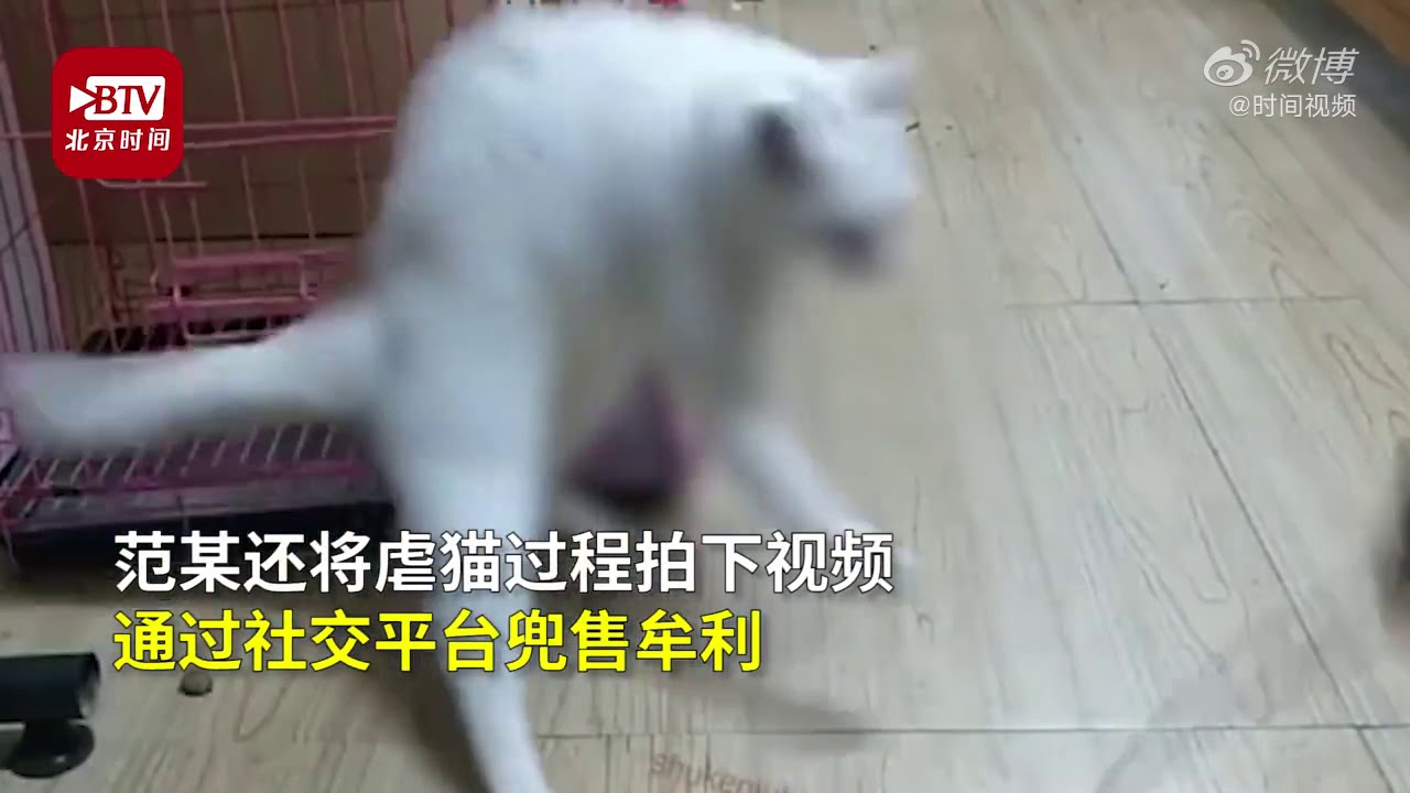 山东大学大学生虐猫