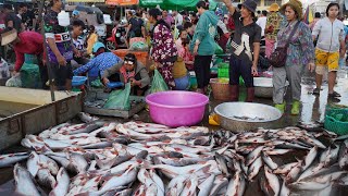 Cambodian Fish Market in Early Morning - Amazing Site Distribute Fish, Dry Fish, Seafood &amp; More