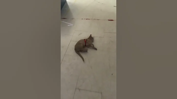 Watch the video about ❤️ #cat #egyptiancats #abyssiniancats #cute #funnycat #abyssinian #catsofshorts #catlover #flop