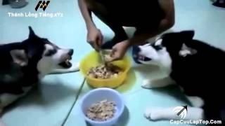 [SocVina] Tổng Hợp Lồng Tiếng Động Vật Cực Hài Phần 1 - Đọc Suy Nghĩ Động Vật - by Thánh Lồng Tiếng