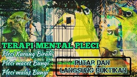 TERAPI PLECI, Bikin Pleci Rajin Bunyi‼️ Putar Dan Buktikan Sendiri