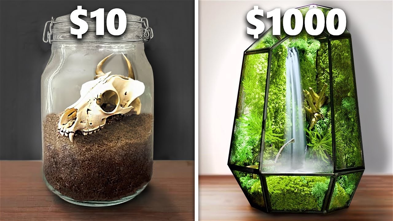 Ekosystem terrarium za $10 vs $1000