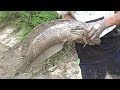 จับปลาช่อนยักษ์หลายตัว โคตรใหญ่ดิ้นแรงมากจับสองมือยังเอาไม่อยู่-Hunting giant snakehead fish in mud