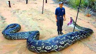 Giant Snake Eats Man? Worlds Largest Snakes Mive Anaconda Attacks, Real Or Not?