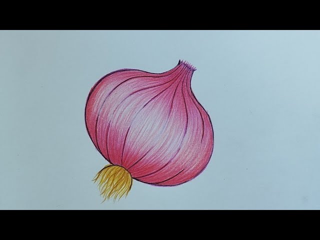 One Gold Onion Red Drawing By Stock Illustration 136444976 | Shutterstock