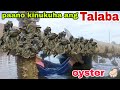 Paano kinukuha ang talaba i oyster l pook tv