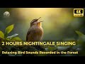 ساعتان من تغريد العندليب أصوات طيور مريحة للنوم والاسترخاء
