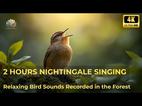 NIGHTINGALE SINGING BY THE FOREST STREAM, SOUNDS OF NATURE FOR SLEEP