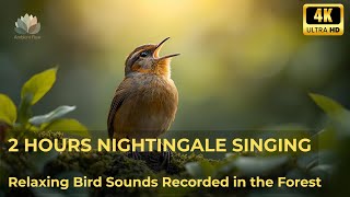 2 Hours Of Nightingale Singing   Relaxing Bird Sounds For Sleep U0026 Relaxation