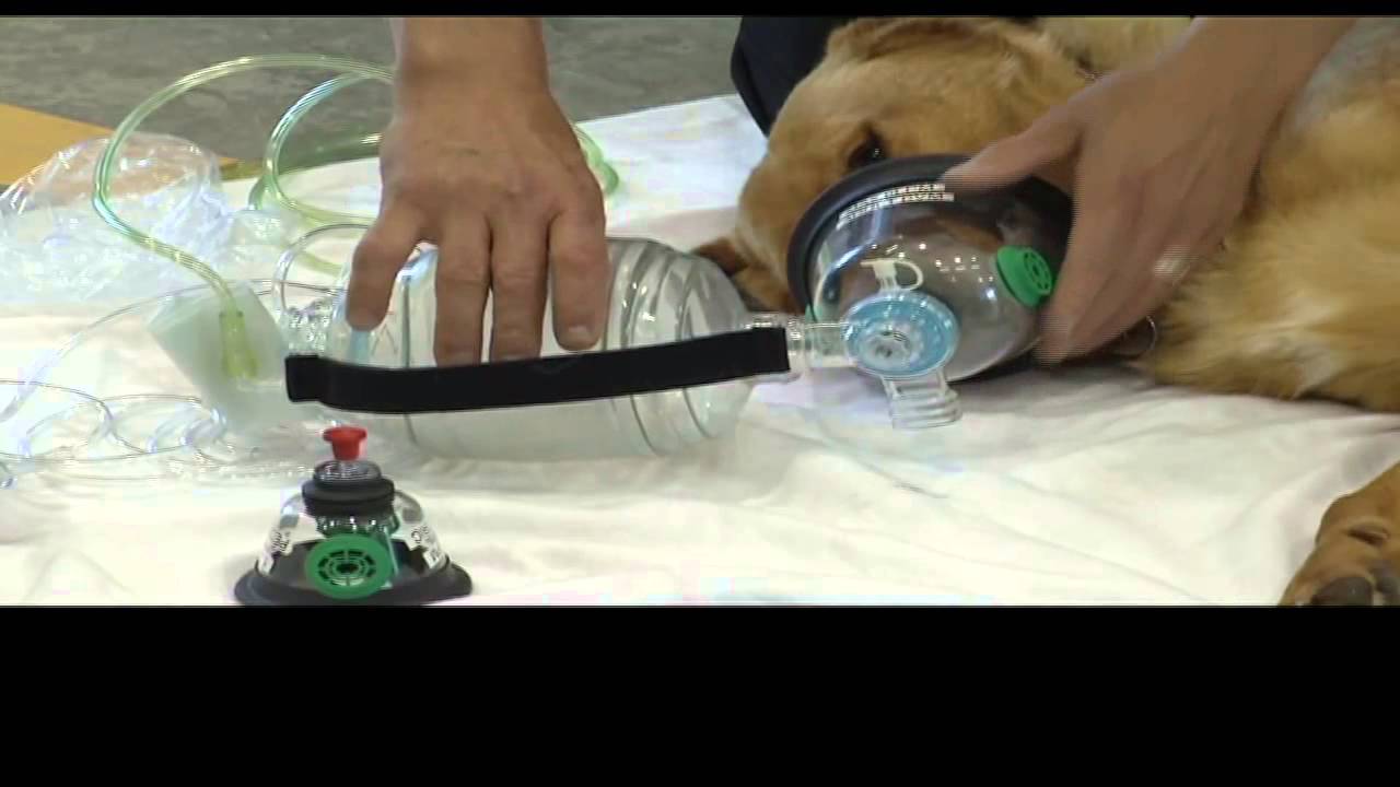 Are There Oxygen Masks For Dogs?