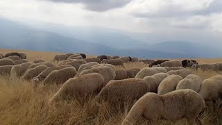 Sarplaninska Ljepota || Ferma Brod ||