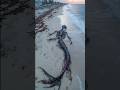 Mermaid Skeletons Found in Places That Shouldn't Exist