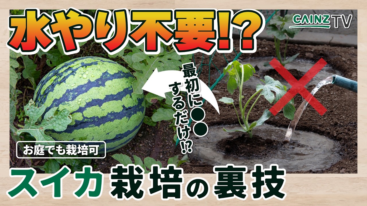 【家庭菜園の裏技】植え付け次第で水やり不要!?甘いスイカの育て方