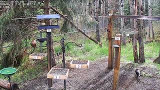 2025-05-18 - Foothills Birds - PTZ Live Stream Bird Feeder Cam  [65+ Species]