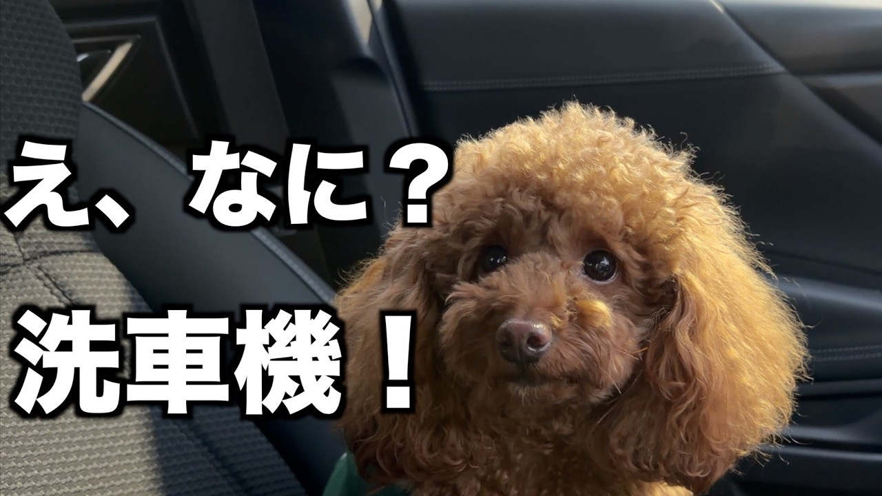 【再挑戦】洗車機に再挑戦してきた茶太郎