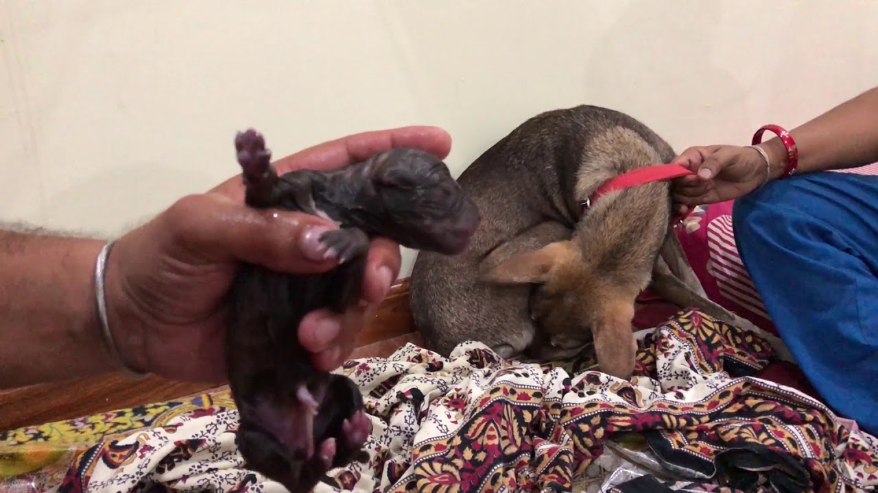 puppy paradise Pet Care - Unpure breed delivary - Bhola Shola