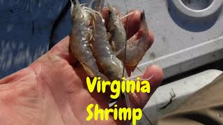 Shrimping In Virginia