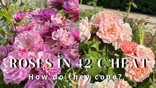 Roses in Extreme Heat: Which Varieties Handle 42°C Best?