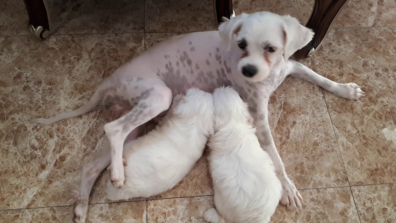 Yung 1 Month Old Maltese Mukhang 3 Months na camera iphone 8 plus apk