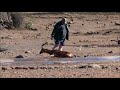 Man Saves a Life!-Impala rescue!