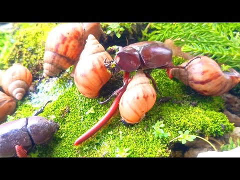 Nature’s Miracle: Rare Moment 3 Extraordinary Creatures Meet Together ! #NatureWonder #RareEncounter