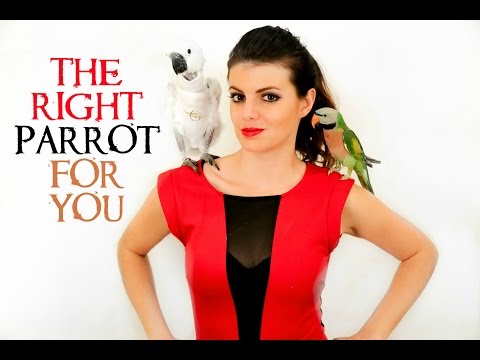वीडियो: तोता कैसे चुनें