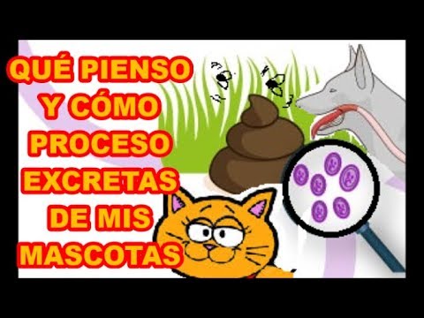 Video: Compostaje de caca de mascotas - ¿Pueden las heces de gato entrar en compostaje?