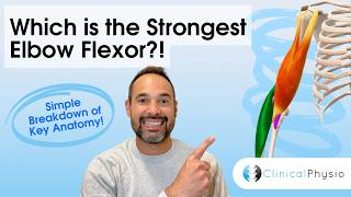 Strongest Elbow Flexor Muscle Explained | Anatomy for Physiotherapists Elbow Muscles Anatomy