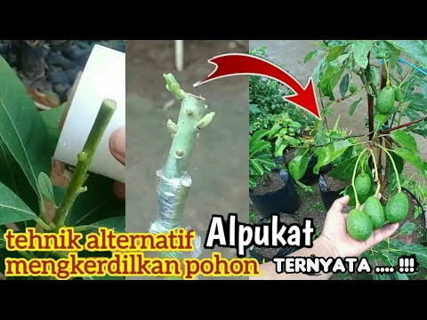 Video: Espalier Fruit Tree. քայլ առ քայլ Espalier ուղղություններ