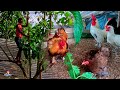 Dándole plantas a las gallinas 🐔🐓 Comida Gratis para las Gallinas