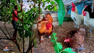 Dándole plantas a las gallinas 🐔🐓 Comida Gratis para las Gallinas by Vida con Plumas 7,170 views 2 months ago 12 minutes, 26 seconds