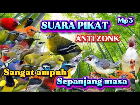 Anti Zonk❗Suara Pikat Sogon Liar Ribut Ampuh Untuk Pikat