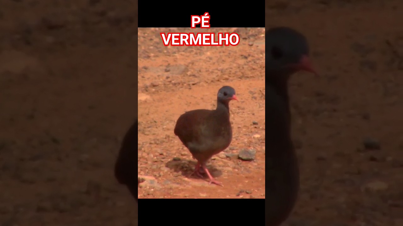 INHAMBU CHORORÓ 