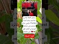 إنفانتينو يسلم حكيمي جائزة The Best أفضل ظهير أيمن في العالم 