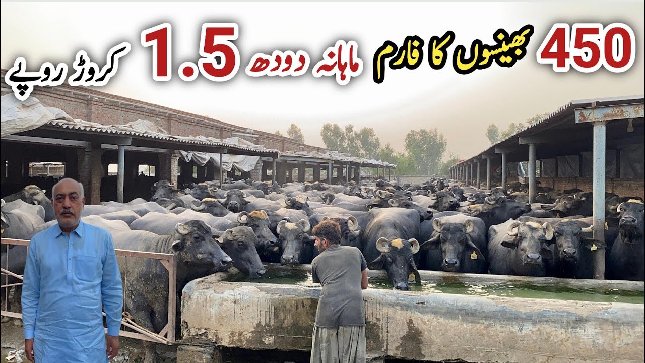 Молочная ферма AK с 450 буйволами породы Нили Рави || Разведение буйволов и бизнес #фермерство #б...