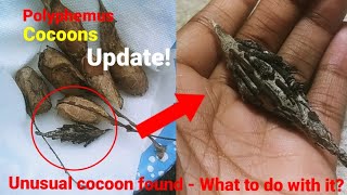 YAY! I'm now caring for 6 POLYPHEMUS MOTH COCOONS! 😃 1 UNUSUAL cocoon found! #cocoon #moths