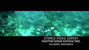 Stereo-Video System - Coral Reef Fish Transect