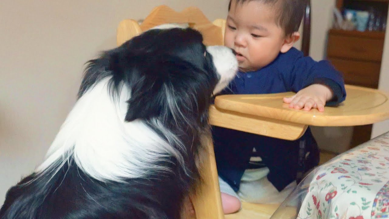 生まれてはじめて０才児を見たボーダーコリーの反応がこちら