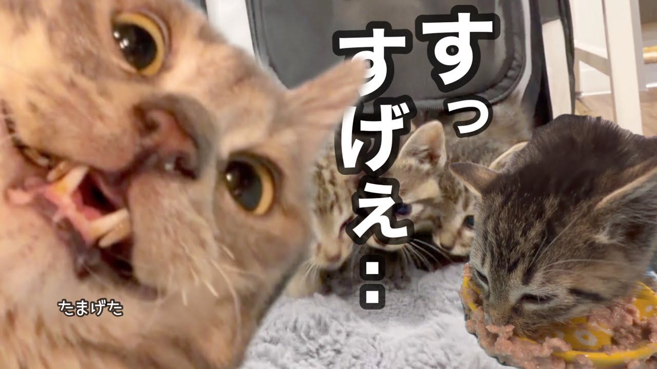 キジーズのランチタイムがすんごいから見て！笑